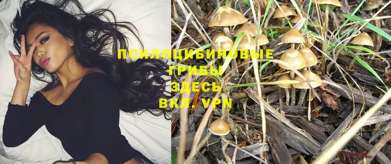 ОМГ ОМГ ссылки  наркотики  Владикавказ  Галлюциногенные грибы Magic Shrooms 